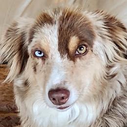Miniature Australian Shepherds from Restabitaussies