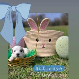 Bullseye - male Cavapoochon puppy in Bullard, Texas from Cavapoochon Central LLC