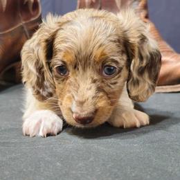 Van Helsing - Piebald male Dachshund puppy in Austin, Texas from Glorious Minis