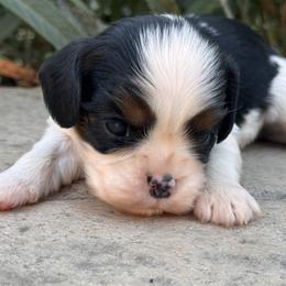 Kanga - Tri-color female Cavalier King Charles Spaniel puppy in California from Tinkerpups