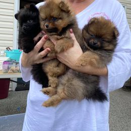 Pomeranian Puppies from YKnot Pomeranians