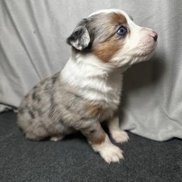 Iris - Blue merle female Miniature Australian Shepherd puppy in Mill Spring, North Carolina from Adair Acres Aussies