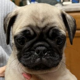 Pugs from Brenda's Precious Pugs