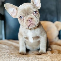 SUPER TINY Pink Collar Isabella - Tricolors female French Bulldog puppy in Harmony, North Carolina from Schuster Haus