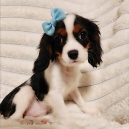 Pansy - Tri-color female Cavalier King Charles Spaniel puppy in Wilburton, Oklahoma from My Kids Kennel