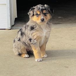 Blue Merle Girl - Australian Shepherd puppy in Luverne, Minnesota from BL Black Family Australian Shepherds