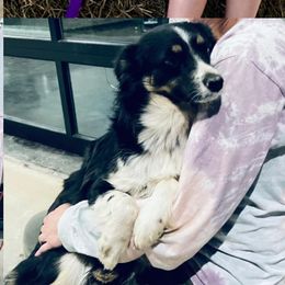 Lucy - Miniature Australian Shepherd