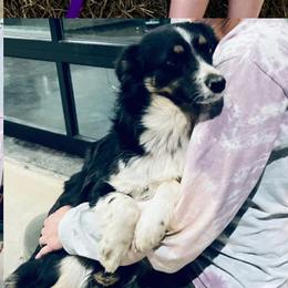 Lucy - Miniature Australian Shepherd