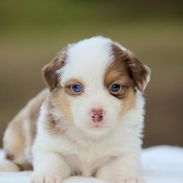 Maple - Red merle female Toy Australian Shepherd puppy in Bauxite, Arkansas from J and B Mini Aussies