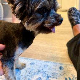 Jack - Yorkshire Terrier