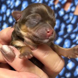 Boy 1 - Chocolate and tan male Chihuahua puppy in Leesburg, Florida from Mystic Angels Chihuahuas