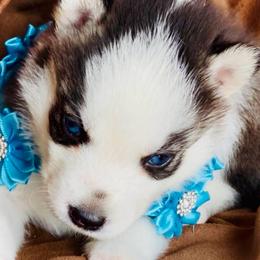 Rain - Black and white female Siberian Husky puppy in Atlanta, Georgia from Lobban Huskies