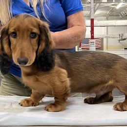 River - Red male Dachshund puppy in Venice, Florida from Von Raab Dachshunds