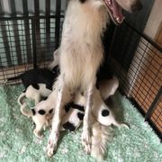 Borzoi Puppies from Spryfeat borzoi