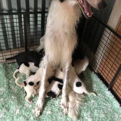Borzoi Puppies from Spryfeat borzoi