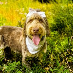 Ayla - Assorted Doodle Crosses