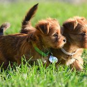 Shih Tzu and Shorkie Puppies from Nana's Happy Pups