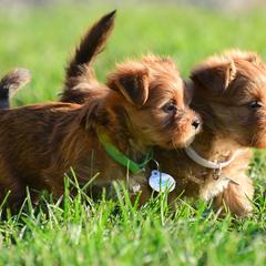 Shih Tzu and Shorkie Puppies from Nana's Happy Pups