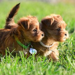 Shih Tzu and Shorkie Puppies from Nana's Happy Pups