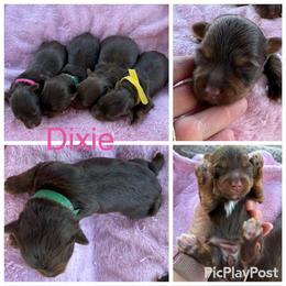 Dixie - Chocolate, tan and white female Yorkshire Terrier puppy in Tulsa, Oklahoma from Yorker Puppy Palace