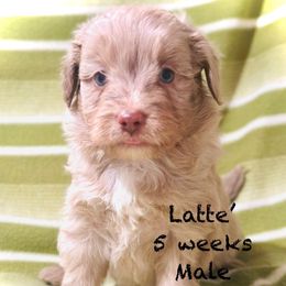 Latte' - Red merle male Aussiedoodle puppy in Mulino, Oregon from Korbella Farm
