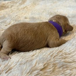 Gigi - Apricot female Havapoo puppy in Olympia, Washington from Che Bella Amore Lagotti