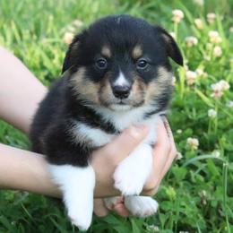 💨 Breeze 💨 - Black and tan female Pembroke Welsh Corgi puppy in Fayetteville, Arkansas from Intergalactic Corgis