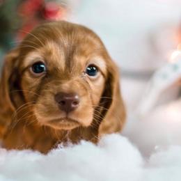 Dachshund Puppies from Stately Dachshunds and Danes