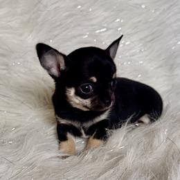 Amanda - Black and tan female Chihuahua puppy in Allentown, Pennsylvania from Tsunami Cockers & Chihuahuas
