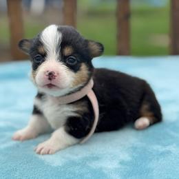 Pink Collar Female - Black and tan female Pembroke Welsh Corgi puppy in Derby, Iowa from Newton Hay & Cattle
