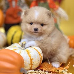 Bruno - Orange parti male Pomeranian puppy in Stockton, California from Pommiepalace