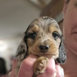 Mickey's Tears of a Clown - Black and tan Dachshund puppy in Ethel, Washington from Mickey's Miracle Doxies