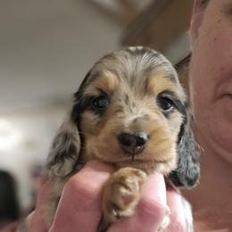 Mickey's Tears of a Clown - Black and tan Dachshund puppy in Ethel, Washington from Mickey's Miracle Doxies