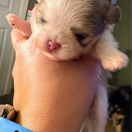 Theodore - Cream parti male Pomeranian puppy in North Port, Florida from POMRITA POM’S
