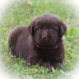 Labrador Retriever Puppies from Prebleridge Acres