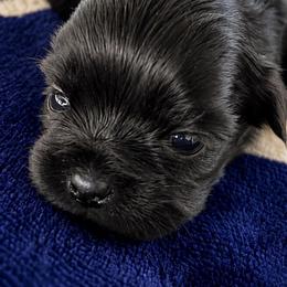 Sparkle - Chocolate female Shih Tzu puppy in Winston Salem, North Carolina from Jay&Ray Shih Tzu’s