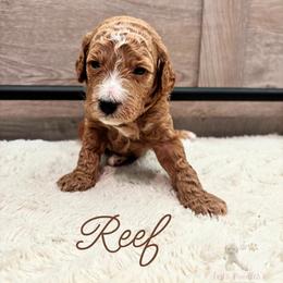Reef - Apricot male Goldendoodle puppy in Birmingham, Alabama from Ivy’s Doodles