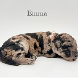 Emma - Merle female Goldendoodle puppy in Milford, Pennsylvania from Doodles Are Golden