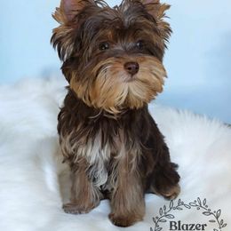 Yorkshire Terrier Puppies from Diamonds & Pearls Yorkshire Terriers