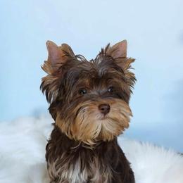 Yorkshire Terrier Puppies from Diamonds & Pearls Yorkshire Terriers