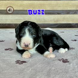 Buzz - Black and white male Bernedoodle puppy in Banner Elk, North Carolina from Walnut Tree Bernedoodles