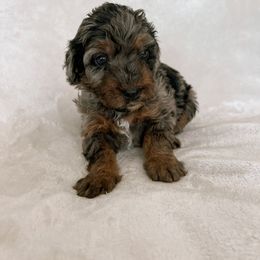 Australian Mountain Doodle, Bernedoodle, and Bernese Mountain Dog Puppies from Berns & Doodles