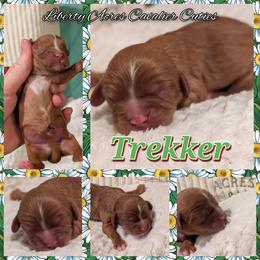 Trekker - Ruby male Cavalier King Charles Spaniel puppy in Oppelo, Arkansas from Liberty Acres Puppies