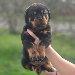 Zeus Vom Jager Haus - Black and mahogany male Rottweiler puppy in Reynoldsburg, Ohio from Vom Jager Haus Rottweilers