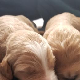 Goldendoodle Puppies from Masondixondoodles