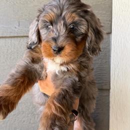 Sol - Blue merle female Bernedoodle puppy in Horseshoe Bend, Idaho from Over the Moon Poodles and Doodles