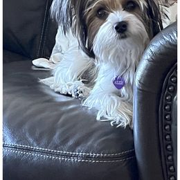 Yorkshire Terrier puppies from Angel Spun Yorkies