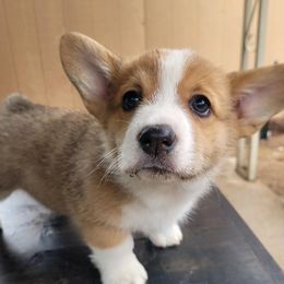 Pembroke Welsh Corgis from Cordial Corgies