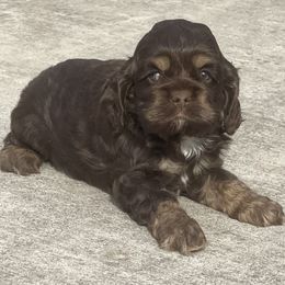 Cocker Spaniels from Orchard Spaniels