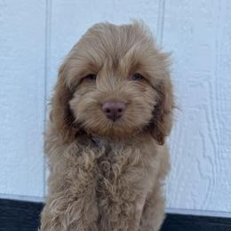 Cavapoo and Cockapoo Puppies from The Barkery